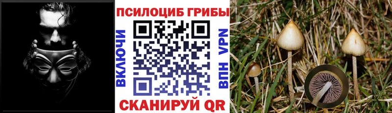 Галлюциногенные грибы прущие грибы  Таштагол 